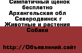 Симпатичный щенок бесплатно - Архангельская обл., Северодвинск г. Животные и растения » Собаки   